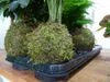Gardners Kokedama Mix - S, 300 g Náhľad obrázku produktu 8