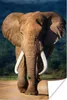 MuchoWow® Poster Elefant - Zähne - Natur 120x180 cm - Produktbild-Vorschau 1