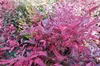Nandina dom. 'Obsessed'® - Bambou céleste 25- 30 cm - Voir les images du produit 3