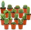 Zynesflora Mini Kakteen im Set - 15 Stück im 5.5 cm Produktbild-Vorschau 1