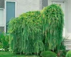 Larix kaempferi 'Pendula', Japanische Lärche, hängend, Produktbild-Vorschau 9