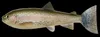 Pulz Kunstaas Set voor Forel (Regenboogforel) Productafbeelding-voorbeeld 5