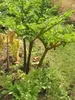 Konjac (Amorphophallus konjac)  – 1 mała bulwa Podgląd zdjęcia produktu 3