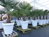 XXL Palme winterhart inkl. Pflanzkübel weiß, 180 - 220 cm Produktbild-Vorschau 1