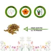 Lein rot Samen - Linum grandiflorum - Leinsamen - Produktbild-Vorschau 2