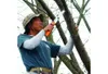 A person is pruning a tree with a saw. Anteprima dell’immagine prodotto