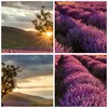 Poster - Poster ohne Rahmen - Lavendel Berge Feld - 50x40 Produktbild-Vorschau 8