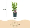 Green boutiQ - Gartenpflanze - Syringa vulgaris Michel Produktbild-Vorschau 3