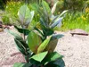 EUROPALMS Gummibaum, Kunstpflanze, 100cm Produktbild-Vorschau 3