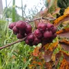 Vogelbeerbaum (Sorbus aucuparia) Titan 2L Produktbild-Vorschau 4