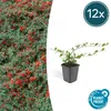 Bodendecker - Kriechmispel - Teppichmispel - Cotoneaster Produktbild-Vorschau 1