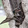 Detské mäsožravé otvorené ústa pterodaktyl PVC dinosaurus Náhľad obrázku produktu 4