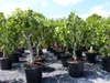 Feigenbaum - hell UND dunkel - in 1 Topf, Obstbaum, Produktbild-Vorschau 5