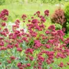Centranthus ruber Coccineus - 6 roslin - czerwonokwiatowy Podgląd zdjęcia produktu 3