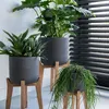 Three potted plants on wooden stands in front of blinds. Produktbild-Vorschau