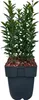 Japanischer Spindelstrauch Euonymus japonicus Green Spire Produktbild-Vorschau 3