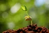 A close-up shot of a young plant sprouting from the soil. Produktbild-Vorschau