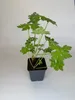 75 Stück, Topf 9cm, Bodendecker Geranium macrorrhizum Produktbild-Vorschau 2