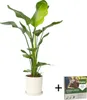 Oiseau de paradis - Strelitzia nicolai - Hauteur 90-110cm - Voir les images du produit 6
