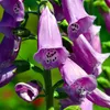 Bloomique - 3er Set - Digitalis Purpurea Gloxiniiflora - Produktbild-Vorschau 6