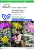 SAFLAX Garden to go - Kvetoucí kameny / Conophytum Mix - Náhled obrázku produktu 1
