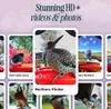 Bird Buddy Smart - Bird Feeder Pro - Vogelhaus - Blau mit Produktbild-Vorschau 5
