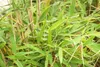 Fargesia murieliae 'Jumbo', bambus, wiecznie zielony, Podgląd zdjęcia produktu 8