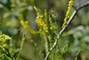 SAFLAX - Steinklee - Melilotus officinalis - 250 Samen Produktbild-Vorschau 7