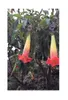 10x Brugmansia sanguinea Engelstrompete rot Pflanzen - Produktbild-Vorschau 3