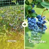 Blaubeerdünger Flüssig 3x1L – 2-1-8 NPK – Flüssigdünger Für Produktbild-Vorschau 2