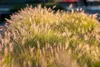 Stauden Gänge 3 x Pennisetum alopecuroides 'Gelbstiel' im 1 Produktbild-Vorschau 5