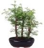 Outdoor Bonsai Urweltmammutbaum (Metasequoia) ca. 30 cm – Produktbild-Vorschau 5