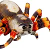 Nature Zoom|Die Spiegelburg Spinne - Nature Zoom Wild Produktbild-Vorschau 2