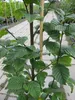 Carpinus betulus Lucas - Säulen Hainbuche Lucas 100-125cm Produktbild-Vorschau 2