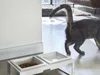 Ciotola per cibo Yamazaki ciotola per acqua per cani gatti Anteprima dell’immagine prodotto 6