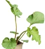 Veľkolistá gunnera (Gunnera manicata) – trvalka v črepníku Náhľad obrázku produktu 1
