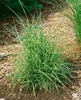 Miscanthus sinensis 'Little Zebra', Ziergras, gestreift, Produktbild-Vorschau 3