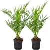Bloomique - 2er Set - Phoenix Canariensis - Kanarische Produktbild-Vorschau 1