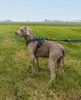 lionto Harnais pour chien anti-traction, harnais en Y Voir les images du produit 3