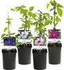 Green boutiQ - Plante grimpante - Clématite Rainbow - Voir les images du produit 2