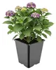 Pot carré en plastique noir pour plantes d'intérieur ou Voir les images du produit 1