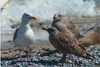 ARTland Wandbild, selbstklebend Möwen am Nordseestrand Produktbild-Vorschau 1
