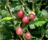 Redeva  , rot Stachelbeerenstrauch - Busch Produktbild-Vorschau 3