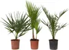 Three potted palm plants are displayed against a white background. Podgląd zdjęcia produktu