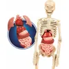 A model of the human body with removable organs, displayed with a close-up inset of the organs. Náhled obrázku produktu