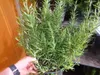 A hand is holding a potted rosemary plant. Produktbild-Vorschau