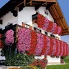 A traditional alpine-style house adorned with abundant pink and red flowers cascading from balconies and window boxes. Náhled obrázku produktu