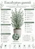Eucalyptus Cinerea Silver Dollar ok. 60 cm – eukaliptus Podgląd zdjęcia produktu 2