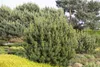 Pinus mugo 'Pumilio', Bergkiefer, kompakt, 25–30 cm Produktbild-Vorschau 4