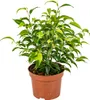 Bloomique - Ficus Benjamina Natasja - Birkenfeige - Produktbild-Vorschau 1